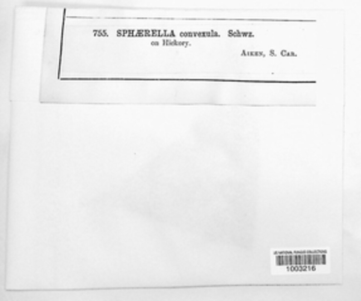 Mycosphaerella convexula image